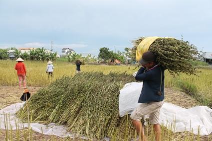 Nông nghiệp thích ứng biến đổi khí hậu