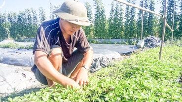 Ươm cây giống chuẩn bị vụ màu Tết