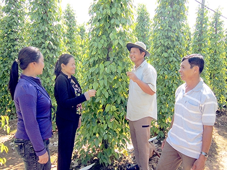 Ấp văn hóa điển hình ở Phú Quốc