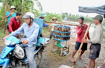 Người nuôi cá tra 
lo trước diễn biến thị trường