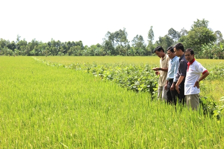 Đẩy mạnh ứng dụng công nghệ 
trong tái cơ cấu ngành nông nghiệp