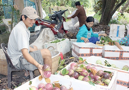 Phát triển vườn cây ăn trái hiệu quả