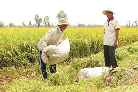 Sản xuất lúa giống chất lượng cao