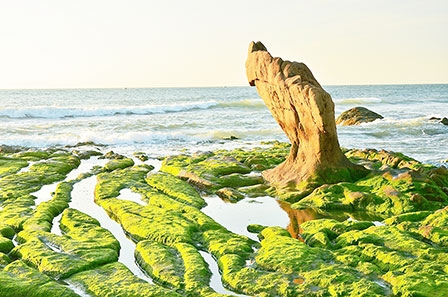 Ngỡ ngàng mùa rêu biển