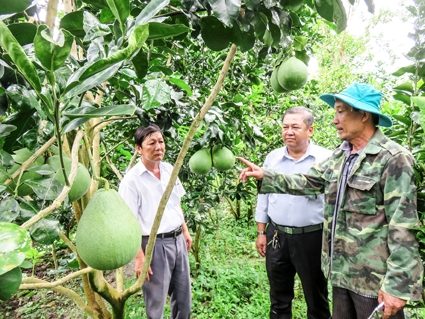 Làm giàu nhờ cây cam sành và bưởi lông Cổ Cò