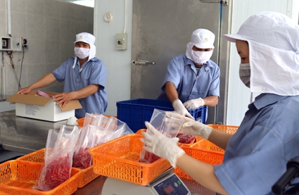 Giải pháp giảm tổn thất nông sản sau thu hoạch