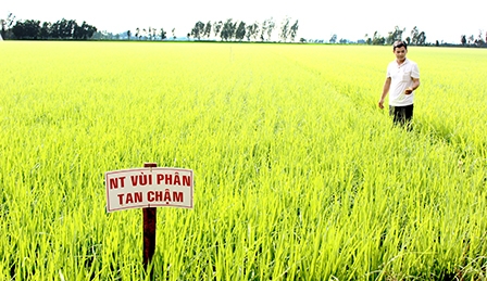 Nông dân hướng đến sản xuất lúa bền vững