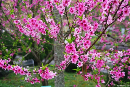 Hai loại hoa ngày Tết