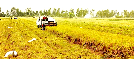 Hướng nông dân áp dụng tiến bộ 
kỹ thuật vào sản xuất lúa hàng hóa