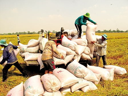 Gỡ khó cho mô hình cánh đồng lớn