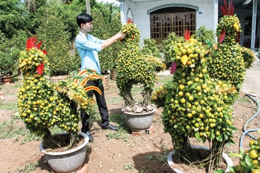Kiểng trái tạo hình con gà bán chạy