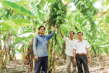 Trồng chuối xiêm thay lúa - lựa chọn mới