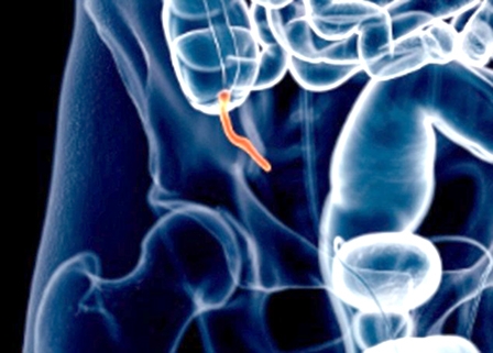 Ruột thừa không thừa như ta nghĩ