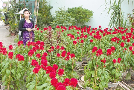 Nhiều loại rau màu, 
hoa kiểng phục vụ Tết