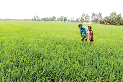 Chăm sóc tốt lúa đông xuân