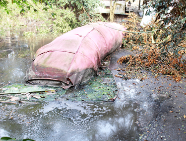 Nuôi heo gây ô nhiễm môi trường