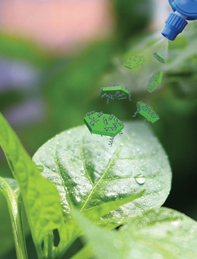 Màng phủ đất sét hiệu quả hơn thuốc trừ sâu