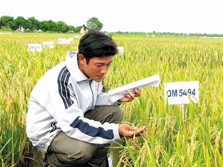 Bảo hộ giống 
cây trồng ở ĐBSCL