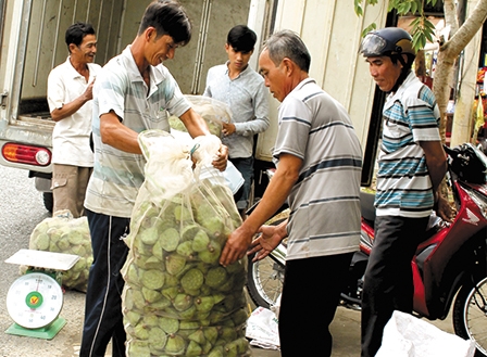 Giá gương sen giảm