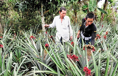 Độc đáo khóm phụng, khóm son