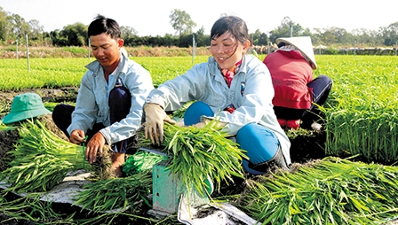 Xây dựng và phát triển HTX bền vững