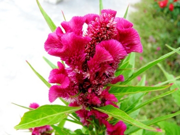 Những vị thuốc, cây thuốc mang tên gà