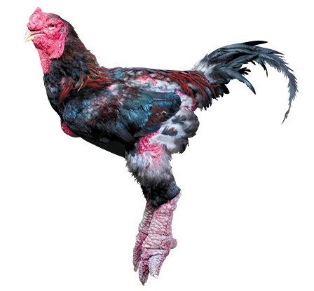 Gà “tiến vua” ở miền Tây!