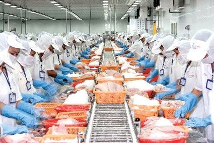 Bấp bênh như con cá tra