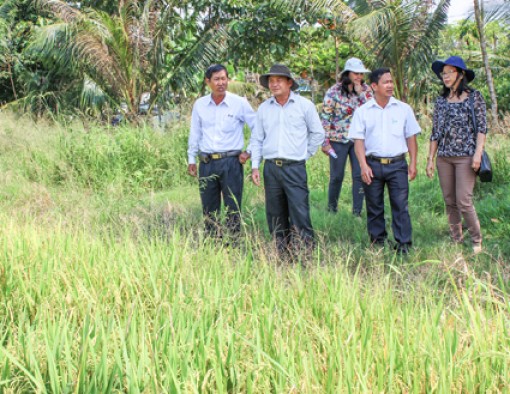 Theo dõi chặt chẽ tình hình sâu bệnh, hỗ trợ nông dân thu hoạch, tiêu thụ lúa 
đông xuân