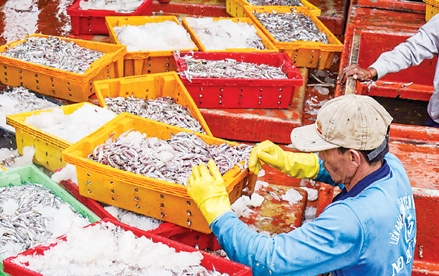 Trúng đậm cá cơm