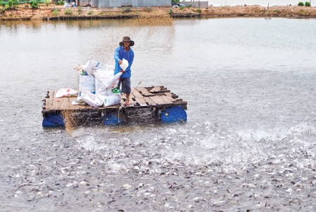 Thiếu hụt cá tra giống trầm trọng