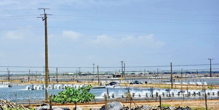 Hiến kế cho ngành tôm Sóc Trăng phát triển