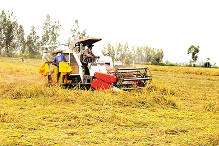 Thấu hiểu để hợp tác tiêu thụ lúa