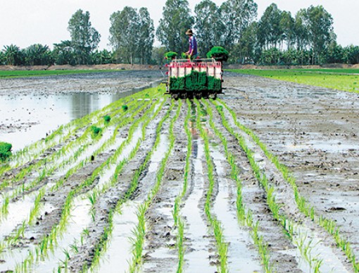 Nông nghiệp, nông  thôn TP Cần Thơ thay đổi tích cực