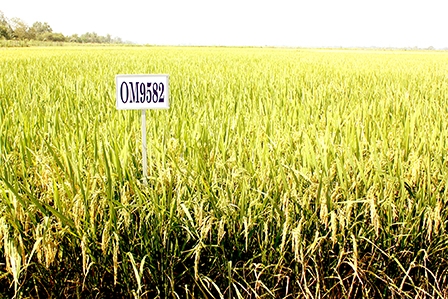 OM 9582 là giống lúa triển vọng vụ đông xuân 2016-2017