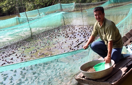 Mô hình nuôi ếch trong vèo