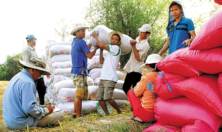 Thất mùa, thu nhập 
nông dân trồng lúa giảm