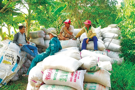 Gạo Việt lại khó đầu ra