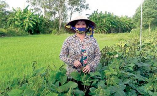 ប្រសិទ្ធភាពនៃទម្រង់រូបភាពដាំដំណាំ