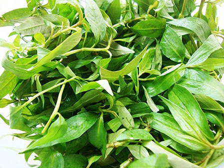 Khám phá công dụng mới của rau răm