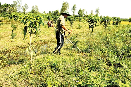 Nhiều nông hộ chuyển đổi sản xuất thành công