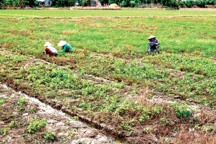 Thời tiết thất thường trở ngại luân canh mè