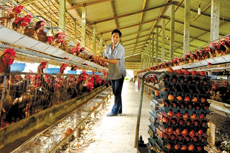 Dốc toàn lực phòng, chống cúm gia cầm