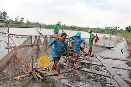 Giá cá tra nguyên liệu tiếp tục tăng
