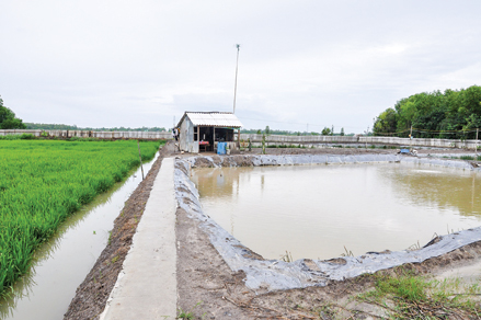 Giá trị tăng cao,
vùng nuôi tôm mở rộng