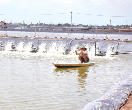 Giá trị tăng cao,
vùng nuôi tôm mở rộng