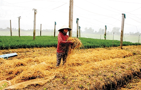 Hướng mở cho nông sản chất lượng cao