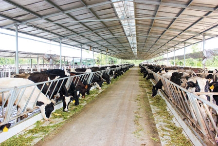 Tổ chức lại vùng nuôi để phát triển bền vững