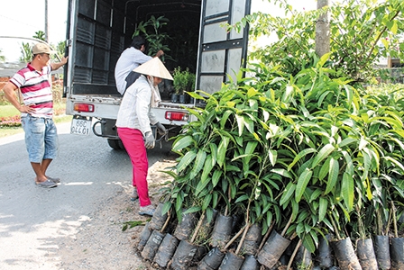 Sôi động thị trường 
cây giống tại Bến Tre