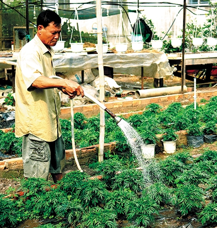 Nhân rộng mô hình nông nghiệp công nghệ cao ở quận Bình Thủy